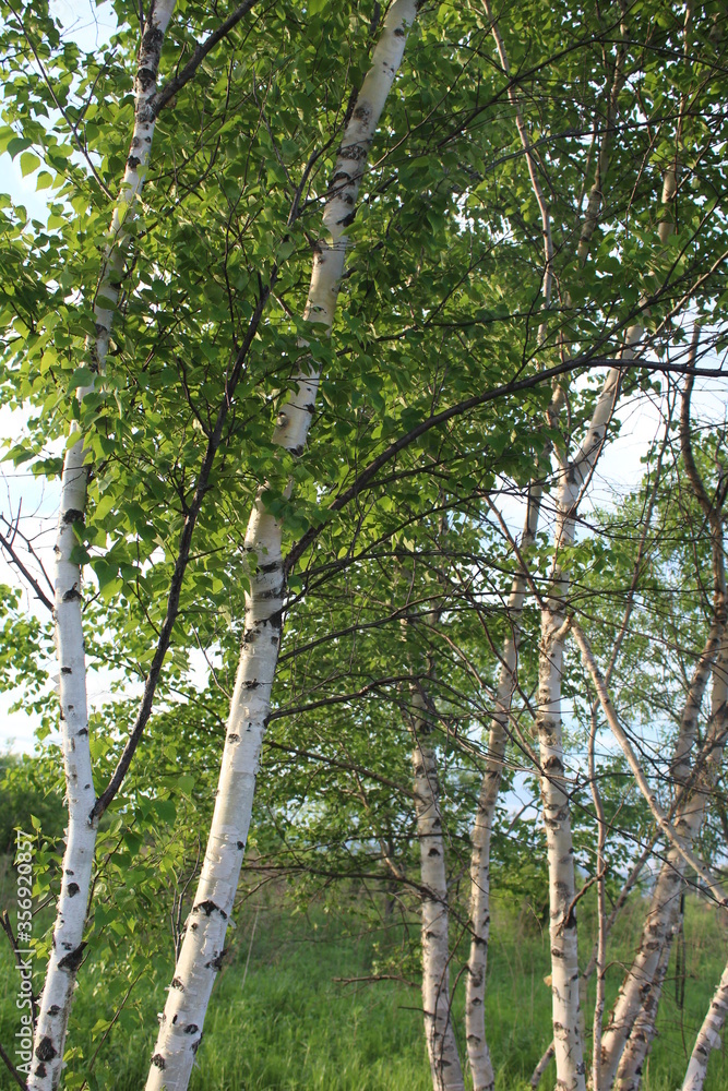 Fototapeta premium young birch grove