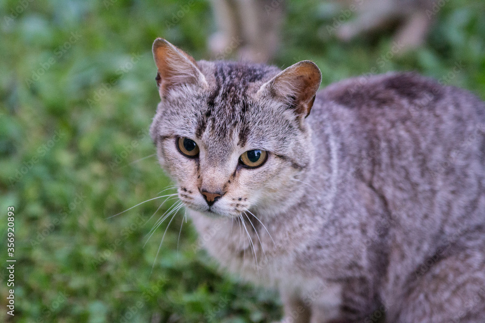 Fototapeta premium cat portrait with piercing gaze