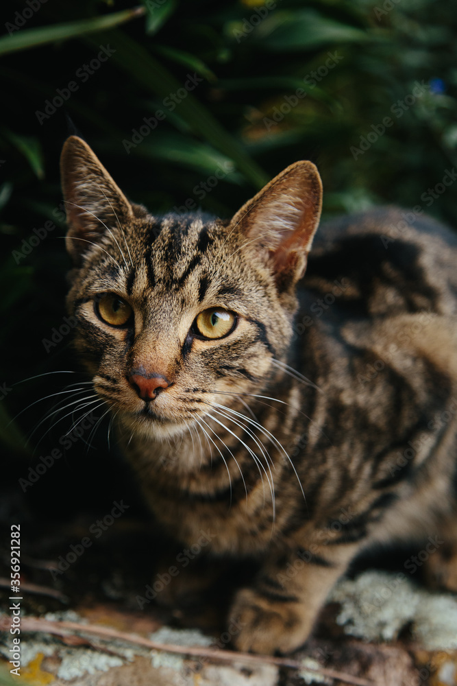 European shorthair cat