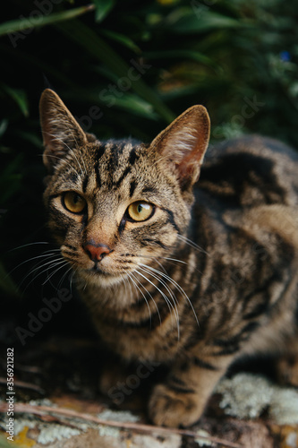 European shorthair cat