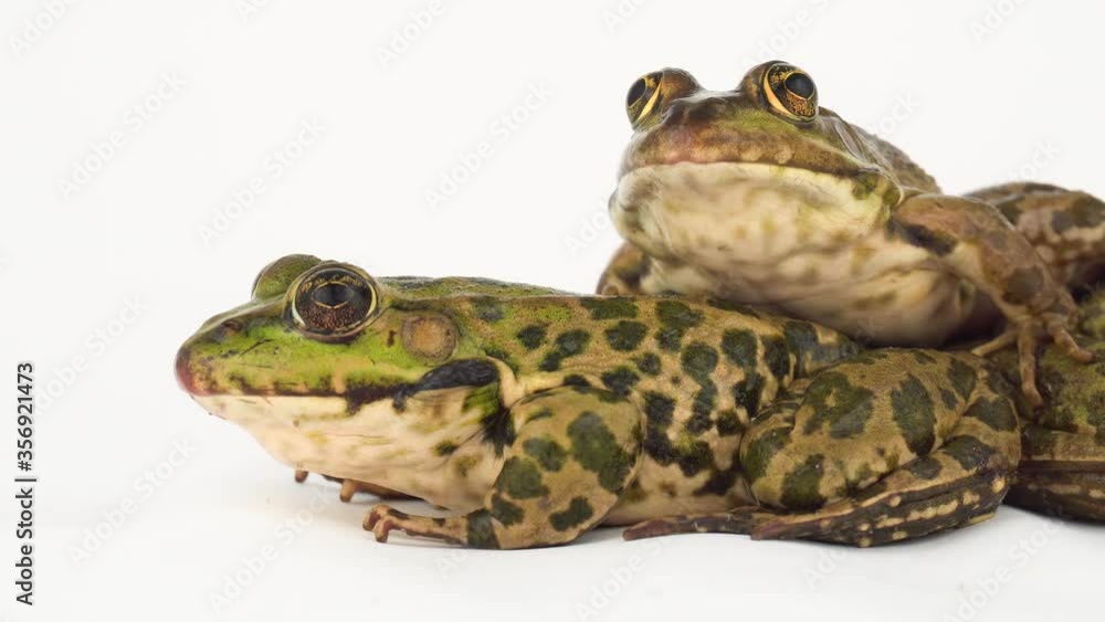 Toad frog isolated on white background screen. Toad frog isolated on white background screen.