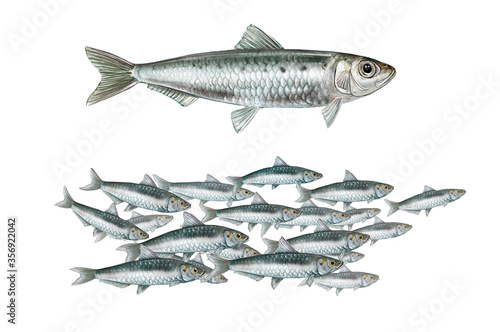 realistic illustration of european pilchard (Sardina pilchardus) on white background. Illustration of a shoal of sardines 