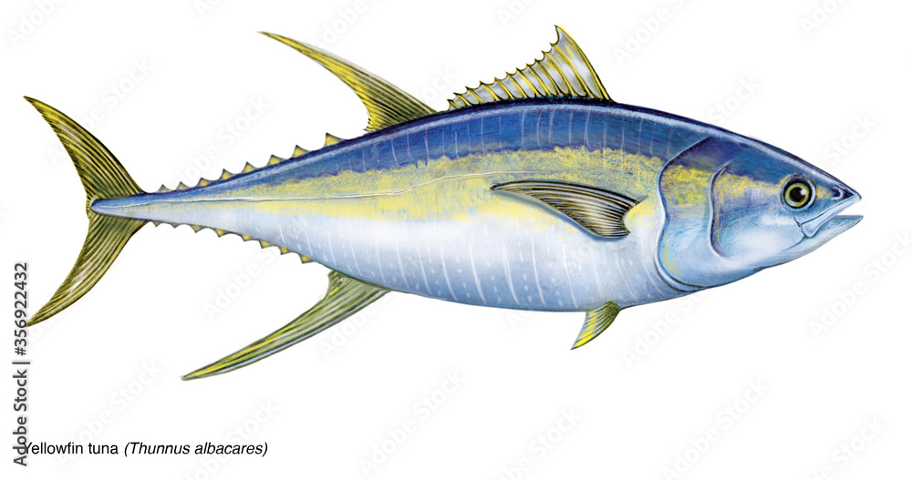 illustrazione realistica ad acquarello di un tonno pinne gialle (yellowfin thuna, thunnus albacares), non digitale. - obrazy, fototapety, plakaty 