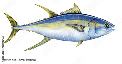 illustrazione realistica ad acquarello di un tonno pinne gialle (yellowfin thuna, thunnus albacares), non digitale. photo