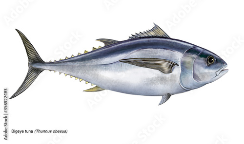 illustrazione realistica ad acquarello di un tonno obeso (Bigeye tuna, thunnus obesus), non digitale.