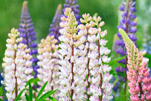 Lush flowering of multi-colored lupine flowers in the meadow. The mood of a warm summer sunny day in nature.