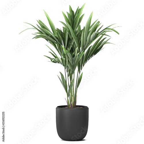 palm tree in a pot isolated on white background