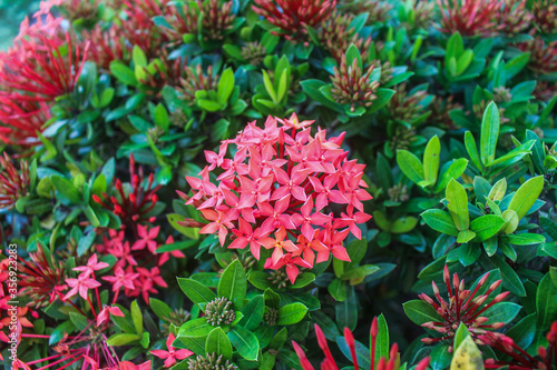 Ixora