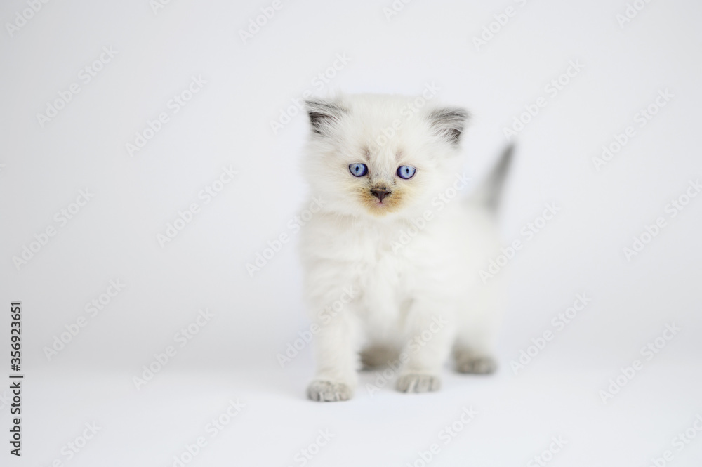 Little white british kitten on white background
