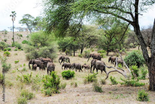 Elefanten in Tansania Tarangire-Nationalpark 