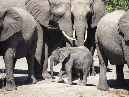Elefantenfamilie mit Baby-Elefant im Chobe Nationalpark