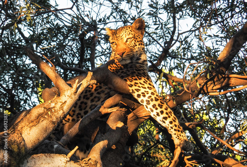 Leopard im Sonnenuntergang im Chobe Nationalpark