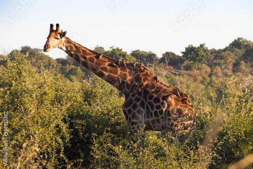 Giraffen in Tansania