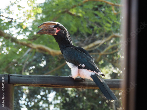 Trumpeter Hornbill am Chobe Park (Botswana)