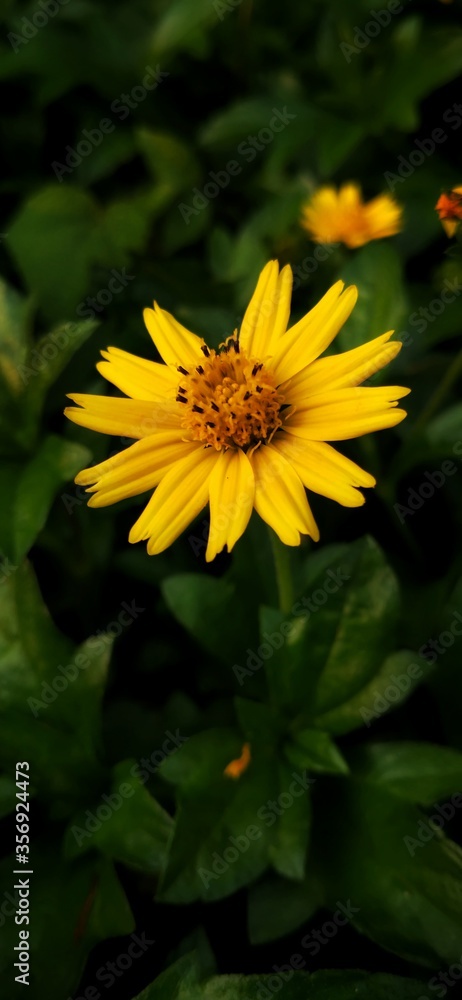 Obraz premium yellow flower on a green background