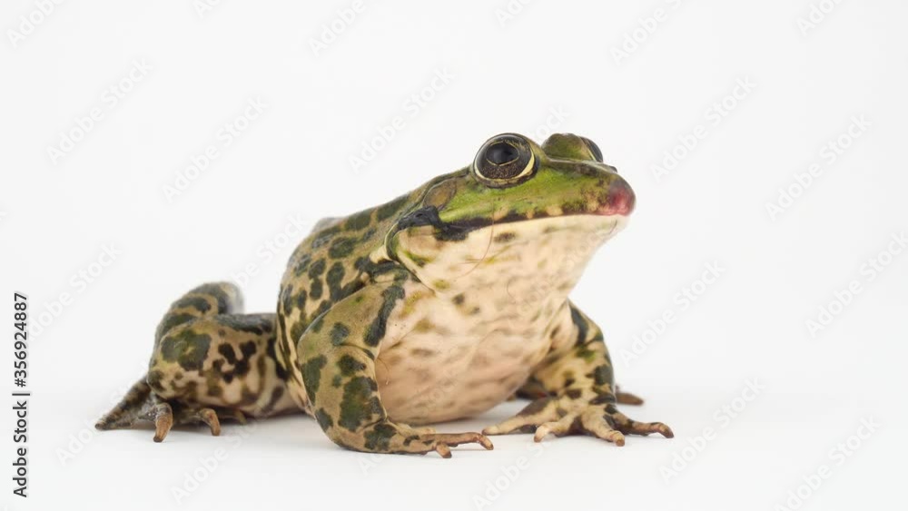 Toad frog isolated on white background screen. Toad frog isolated on white background screen.