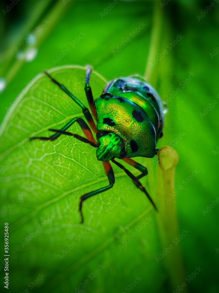 Fototapeta premium green bug on a leaf