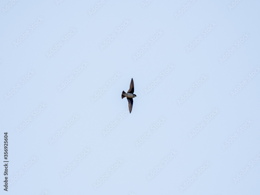 asian house martin in flight on blue sky 4 asian house martin in flight on blue sky 4