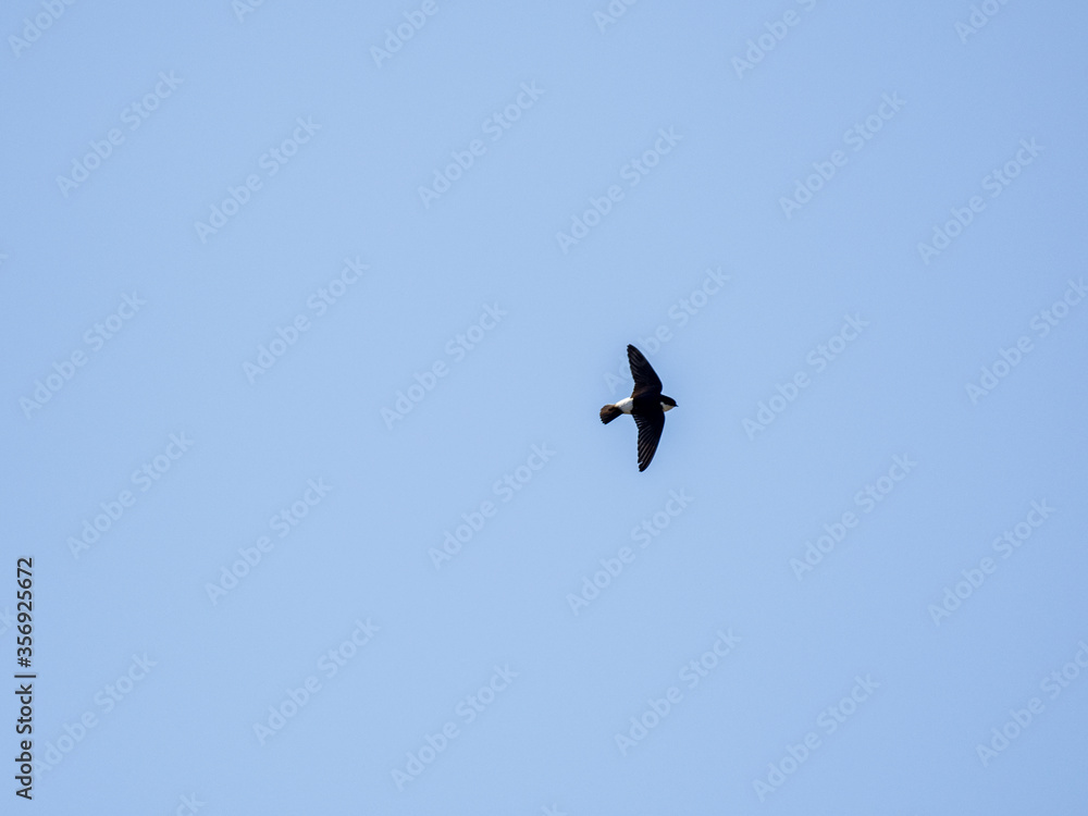 asian house martin in flight on blue sky 5 asian house martin in flight on blue sky 5