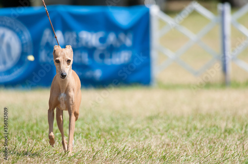 Italian Grey Hound photo