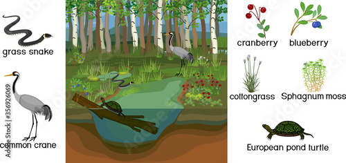 Ecosystem of swamp. Different swamp inhabitants with title: animals and plants isolated on white background
