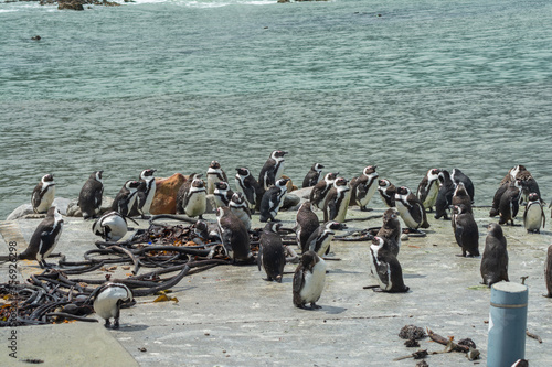 Penguins in Betty,s bay town in south africa, The famous stony point,, is one of the largest successful breeding colonies of african penguin in the world