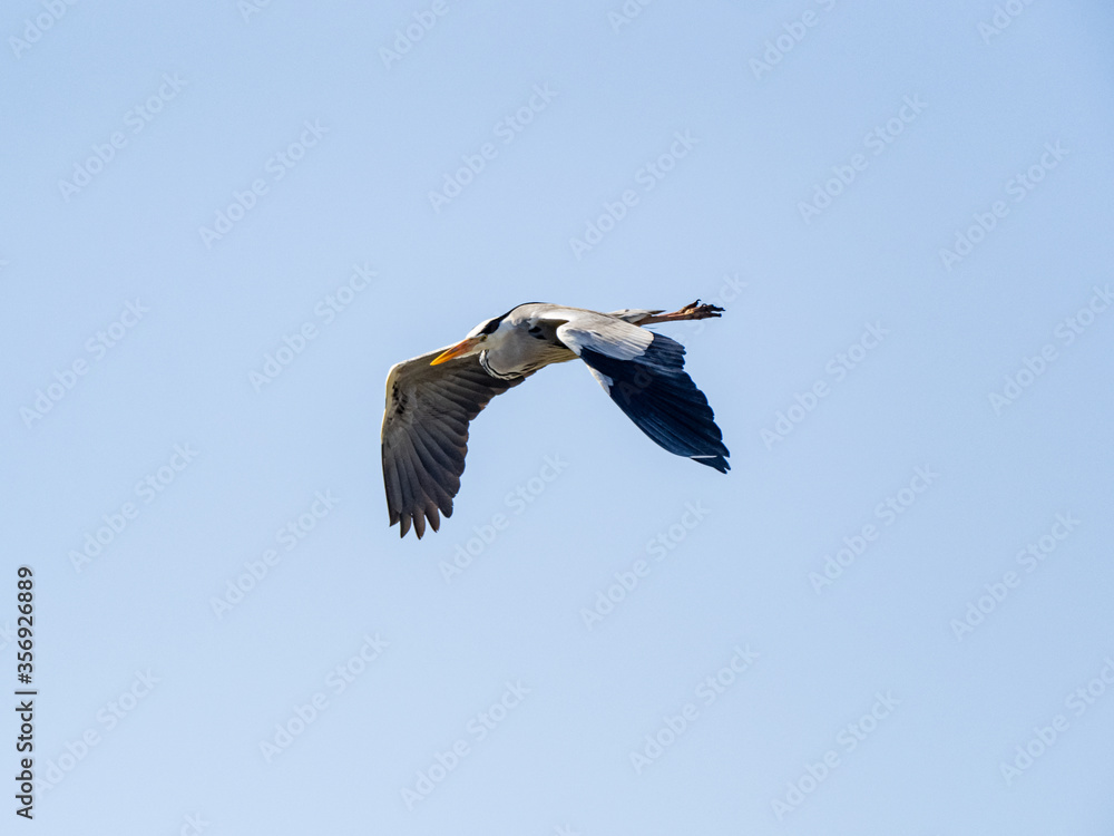 Fototapeta premium Japanese gray heron flying through blue skies