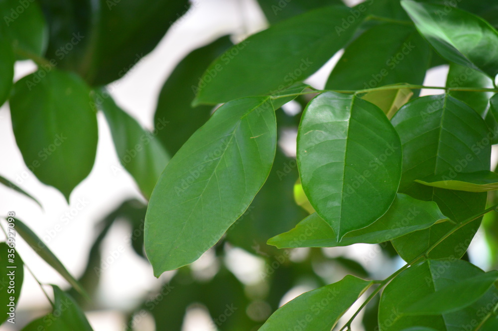 green leaves background green leaves background
