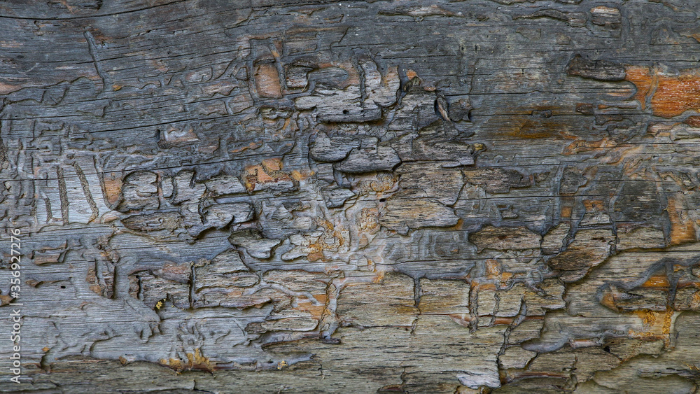 Fototapeta premium Stare drewno