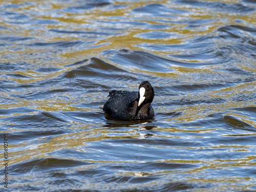 Common Eurasian coot in a Japanese pond 4