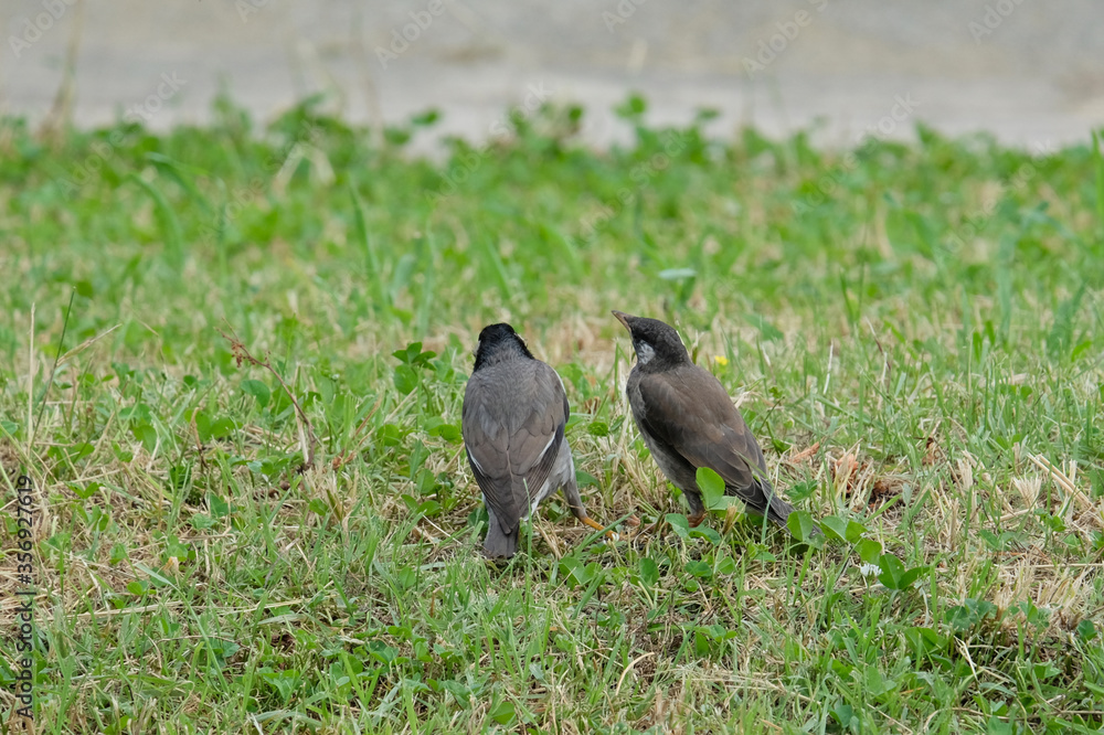 日本の野鳥 日本の野鳥