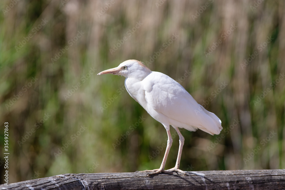 Wild Cattle Egret, Bubulcus ibis. sitting in nature. beautiful white bird.heron is on beam. cow heron. Wild Cattle Egret, Bubulcus ibis. sitting in nature. beautiful white bird.heron is on beam. cow heron.