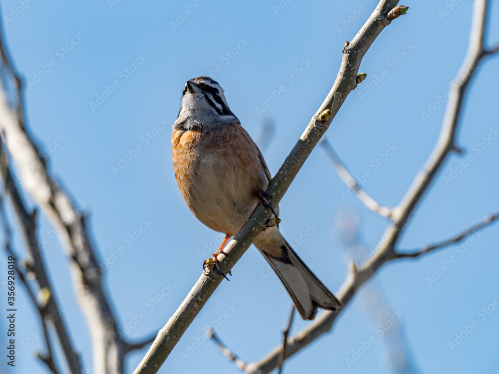 Meadow Bunting perched in a tree and blue skies 8 Meadow Bunting perched in a tree and blue skies 8