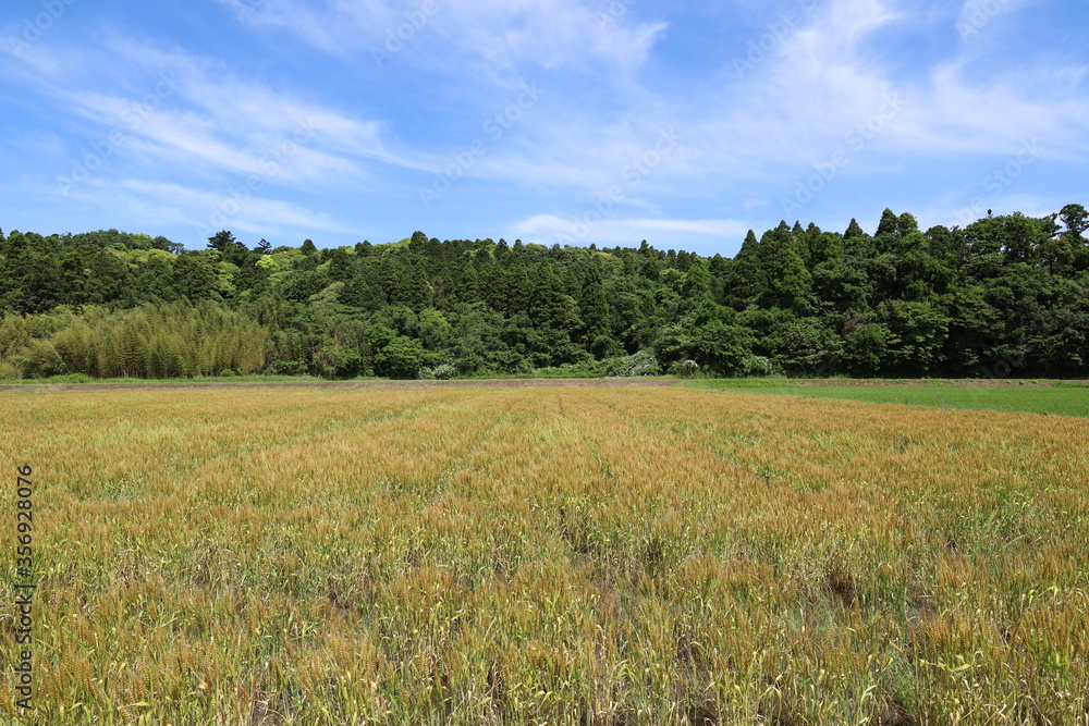 田園