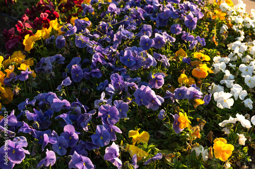 Beautiful meadow in the garden with Pansies flowers. Garden viola flowers in a flower bed in the soft evening light. Multicolored floral background. Yellow,lilac, red and white shades.