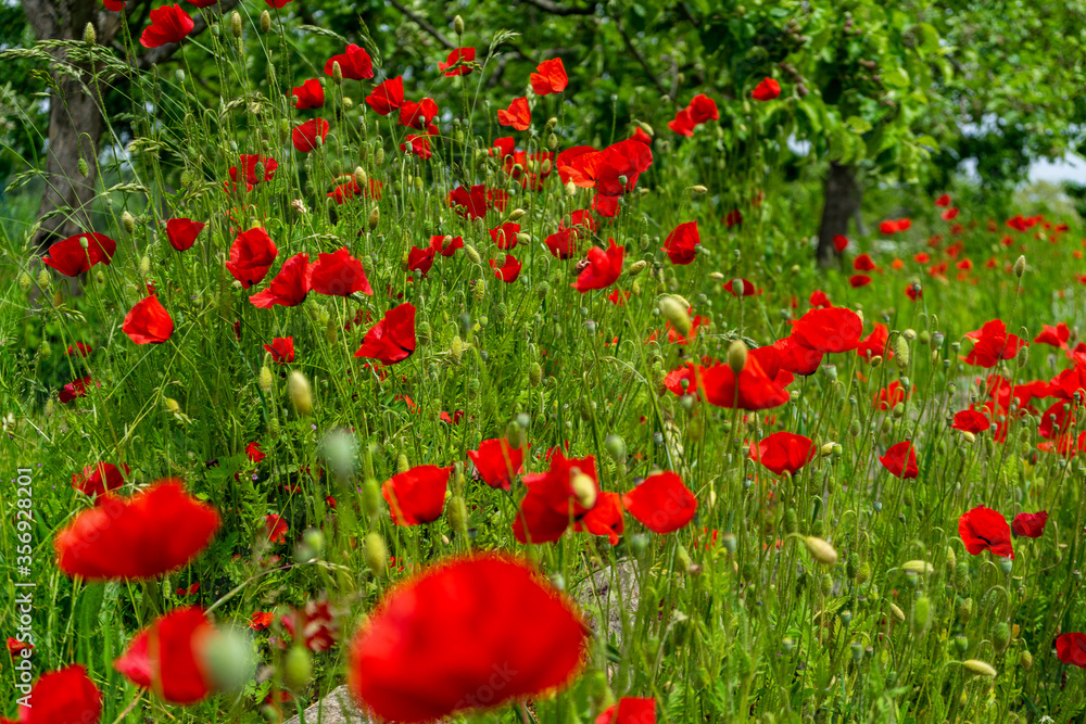 Mohnblumen am Wegrand Mitterfels im Bayerischen Wald