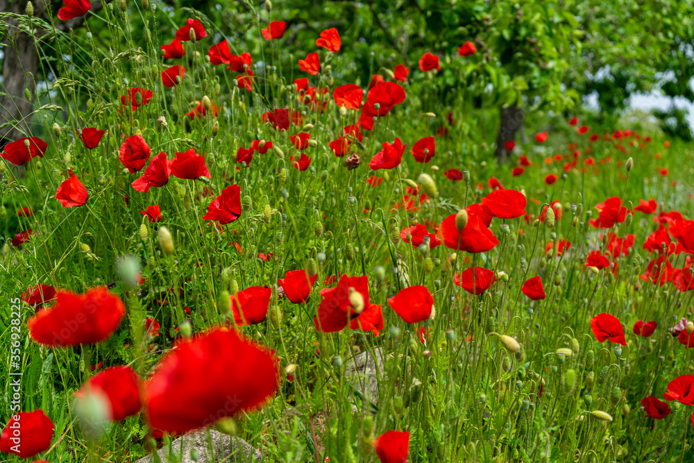 Mohnblumen am Wegrand Mitterfels im Bayerischen Wald Mohnblumen am Wegrand Mitterfels im Bayerischen Wald