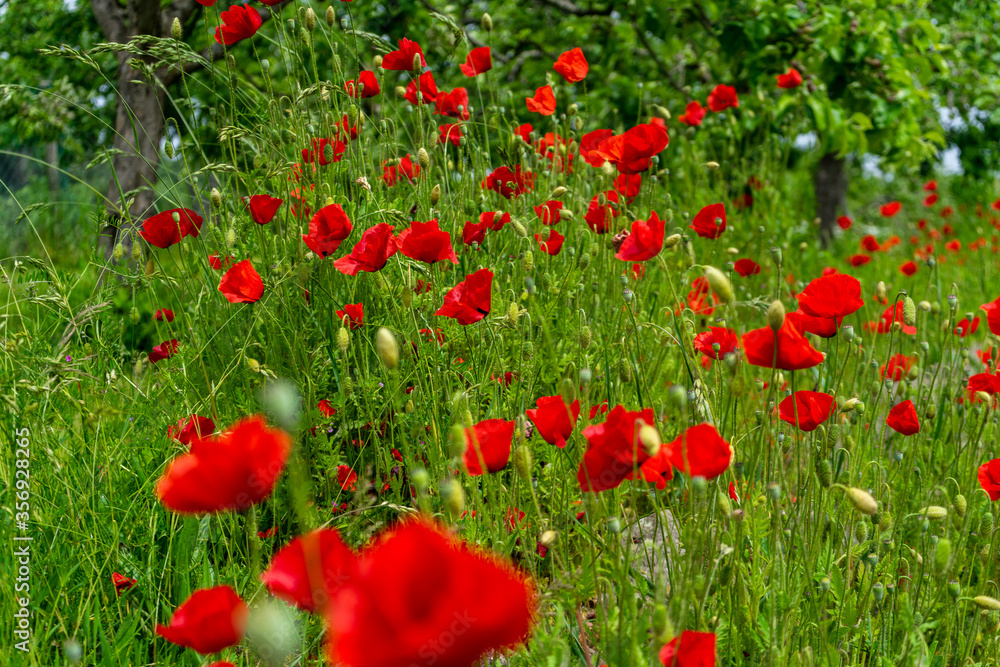 Naklejka premium Mohnblumen am Wegrand Mitterfels im Bayerischen Wald