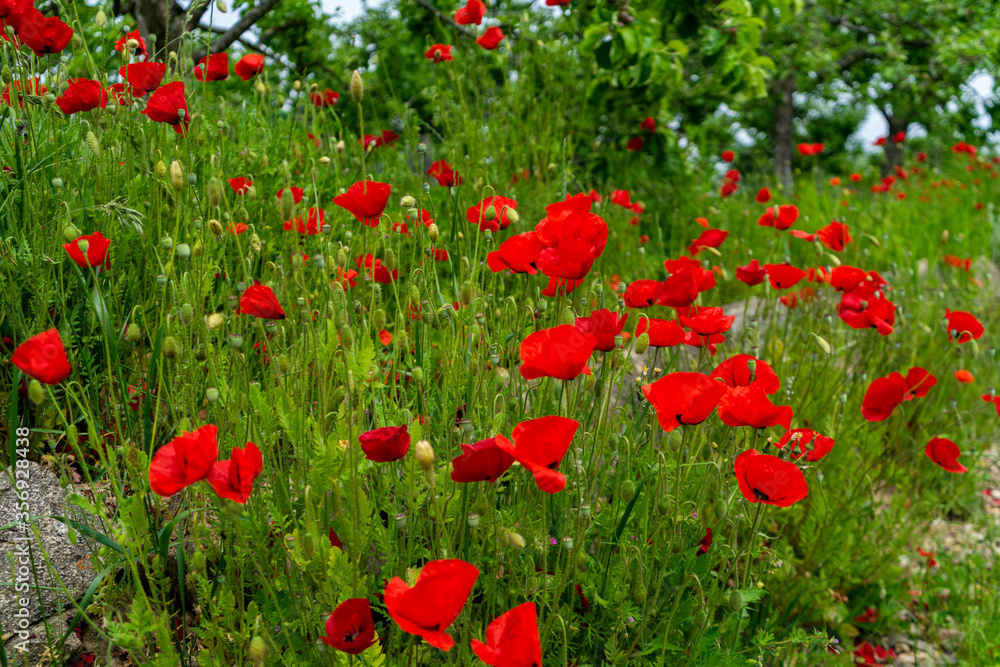 Naklejka premium Mohnblumen am Wegrand Mitterfels im Bayerischen Wald