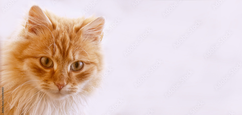 Fluffy red cat on a white background. Fluffy red cat on a white background.