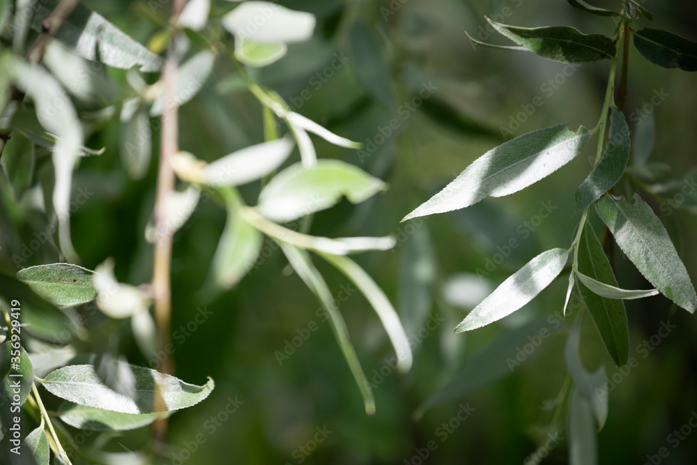 willow leaves willow leaves
