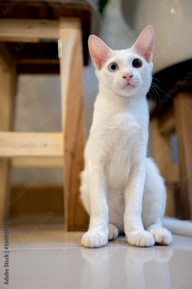 portrait of a cat, domestic cat, kitty (selective focus)