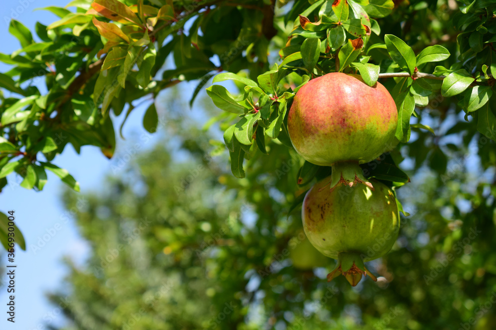 Pomegranate tree with fruits on a sunny day. Pomegranate tree with fruits on a sunny day.