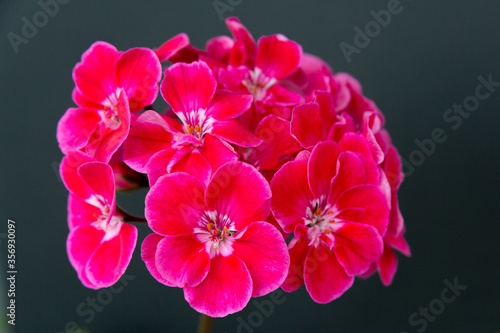 Two branches with red geranium inflorescences isolated on a black background.