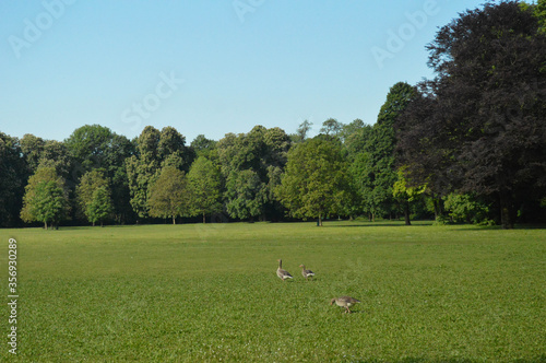 Wild geese on a meadow in Munich park