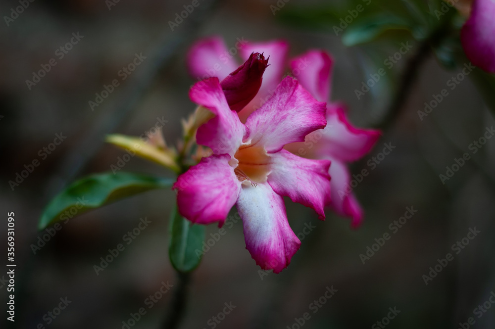 close up of a pink adenium flower close up of a pink adenium flower