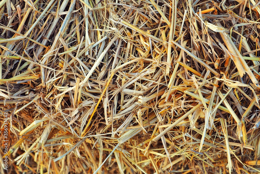 pile of dry straw grass texture background pile of dry straw grass texture background