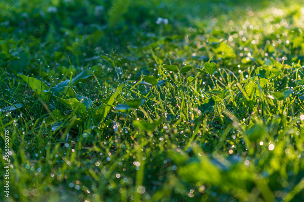 Dewdrops like diamonds on the morning green grass 2 Dewdrops like diamonds on the morning green grass 2