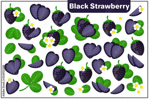 Set of vector cartoon illustrations with Black Strawberry exotic fruits, flowers and leaves isolated on white background