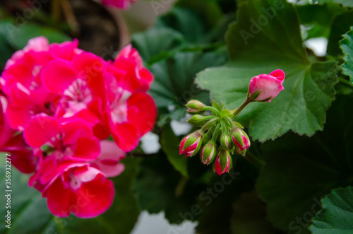 Close-up of pink geranium flower buds on a background of green leaves, focus on the buds